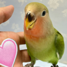 ✨️最新画像✨探せ❣️尾羽に潜んだオシャレカラー！🤩🖤⋆͛*͛コザクラインコ(ノーマル)2024年5月生まれ