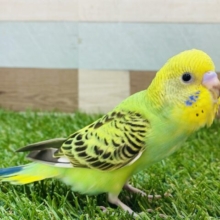 最新画像有ります❗️ピロロロ〜定番人気のカラーです💛💚セキセイインコ（オパーリン）