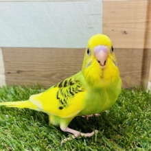 最新画像有ります⭐️ワタワタを身につけて〜☁️元気っ子なセキセイインコパイド⭐️