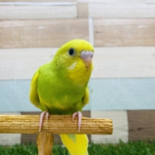 最新画像有ります❗️わたわたマフラー身につけているんです🥰おめめが愛らしいセキセイインコ（スパングルパイド）⭐️