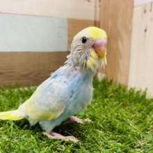 優しくあわ〜くて可愛すぎます🩵セキセイインコパステルレインボー🌈