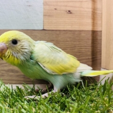 ふんわり輝くエメラルドグリーン✨セキセイインコパステルカラーレインボー💚💛