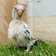 立派なごま塩ちゃんになってくれるかな🤍セキセイインコ白ハルクイン‼️