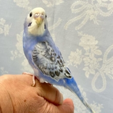✨️最新画像✨️ヒョウ柄？！オシャレトレンド把握済み！👗✨🩵セキセイインコ(ブルースパングル) 2024年5月生まれ