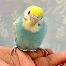 ✨️最新画像✨️淡くて綺麗🫧セキセイインコ(パステルレインボースパングル) 2024年5月生まれ