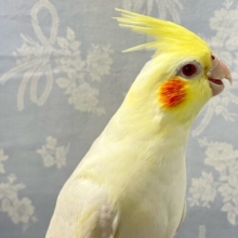 もっちり真っ白美人ちゃん😘‎🤍 オカメインコ(ルチノー2024年3月生まれ)