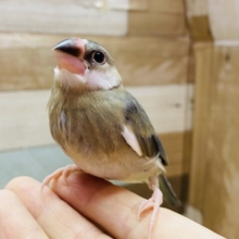 最新画像有ります⭐️大きなお口でアピール上手☀️定番人気な桜文鳥🌸