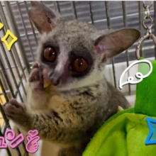 🐵🍌夏休みはモンキーと一緒にすごそうフェア開催中‼️