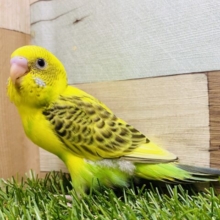 最新画像有り❗️模様が多めでワイルドだろ〜😎✨セキセイインコのハルクイン❗️