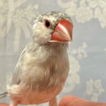 ✨最新画像✨️シュッとしたボディアピールしちゃう！🤩 シルバー文鳥(2024年4月生まれ)