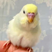 ✨最新画像✨優しいお色☺️セキセイインコ(クリーム) 2024年6月生まれ