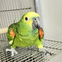 挨拶止まらん😚おはよー！こんにちはー！！🤩アオボウシインコ 男の子 2023年5月生まれ