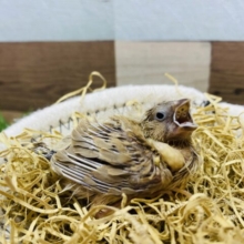 ニーニーニー🎶元気よくお口を開けてます❗️キンカ鳥シナモン🤎