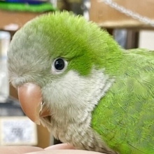 最新画像あり！ビッグサイズ💚🥺　オキナインコ　グリーン