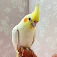 ✨️最新画像✨️スラッと真っ白ボディな元気っ子💪🏻✨💛オカメインコ(ルチノー)2024年4月生まれ