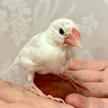 ✨️最新画像✨️グレーのフワフワグラデーションらぶい〜🩶🤭 白文鳥(2024年4月生まれ)