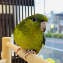 最新画像あります🟢表情があざとすぎるんです😍❣️メロメロ注意のサザナミインコ（ダークグリーン）🟢