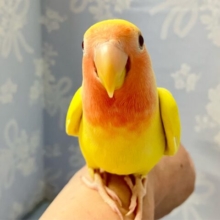 ✨最新画像✨サンサン‪🔆‬鮮やかグレフルボディ❕🤭🍋‍🟩🩷️コザクラインコ(ルチノー2024年5月生まれ)