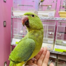 最新画像有ります☀️肩の上が大好きな甘えん坊さん💕ツキノワインコのグリーン！！