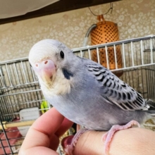 カキカキできるよ♡珍しいグレーオパーリンのセキセイインコ