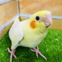 ①ピカピカ🎶おっきな赤ちゃん♡オカメインコ（ルチノー）