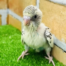 贅沢カラー♡4色ハルクインセキセイインコ☆