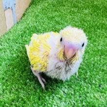 ヒヨコじゃないよ！ダブルファクターのセキセイインコの雛です♡