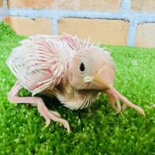 純粋な瞳♡白文鳥の雛入舎しました！