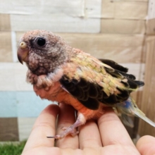 最新画像有ります⭐️ヒナ餌卒業のローズちゃん🌹アキクサインコのローズ❣️