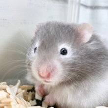 セーブルハムスター（バンデット）　もっちりした座り方がかわいいです！