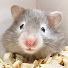 セーブルハムスター　ちょっぴり個性的！？な子が来ました！