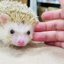 可愛さ満点🦔💓ハリネズミ（シニコット）男の子