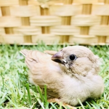 ご、ご飯をくれ～～～🍚　キンカチョウ