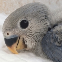 人気も頷けるこの色合い～🫐 コザクラインコ(バイオレット)