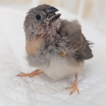 元気いっぱい！ごはん大好き～🐣 キンカチョウ