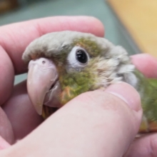 🎆夏休み限定🎆 個性たっぷり～カキカキ大好き🦜 ウロコインコフェアー🎉