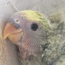 どんな色合いになるかな～🐯 コザクラインコ(タイガーチェリー)