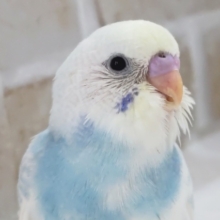魅力たっぷりさん降臨～🩵 セキセイインコ(パステルレインボーパイド)