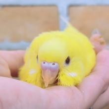 黄色が映える✨セキセイインコのヒナ(ルチノー)入荷しました❤