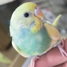 🌟最新画像🌟 好奇心旺盛！遊ぶの大好き～🌈 セキセイインコ(パステルレインボーパイド)