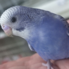 🌟最新画像🌟 定番カラーかわいいの！🫐 セキセイインコ(ブルーオパーリン)