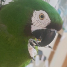 🌟最新画像🌟動画あり🌟 超超甘えん坊～🩷 ヒメコンゴウインコ(女の子)
