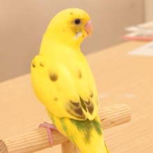 あそびよりーーみずあびより～～　指先が好っきぃーーー　セキセイインコ　ハルクイン☆彡