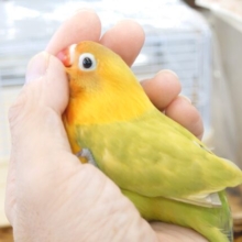 最新画像になります☆　ツンデレ感がｽﾃｷ♩　ヤマブキボタンインコ ～～