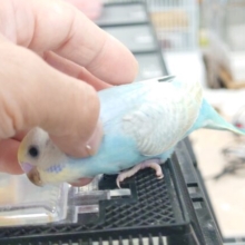 【動画更新🪄ひとり餌‪☆】最新画像になります☆　将来の夢は探検家🕵️‍♀️セキセイインコ(イエローフェイスレインボー) ヒナ
