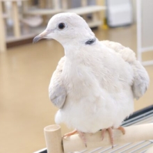 最新画像になります☆　ゆとりある、ハトのいる生活いかがですか？？～　ジュズカケバト～～