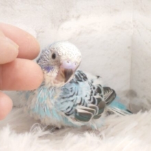 甘え方上手でイチコロ～　飼い主さま、ご注意っ♪♫　セキセイインコ　ブルーオパーリン～～