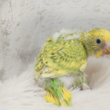 隠れるが隠れるになってない～　セキセイインコ　イエロースパングル～～