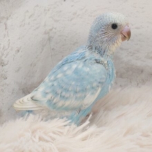 甘えるわりにーー、キリッとした視線☆☆がナゾ？？　セキセイインコ　ブルースパングル～～
