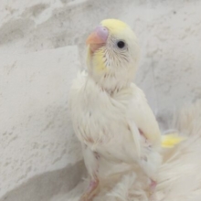ジュるっと。。魅惑のレアチーズっぽい色合いの　セキセイインコ　クリーム～～